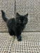 Pure Persian kitten